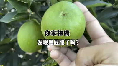 解密打药对柑橘黑屁股的影响 #三农 #农业 #柑橘种植 #果锈病 #果树管理 