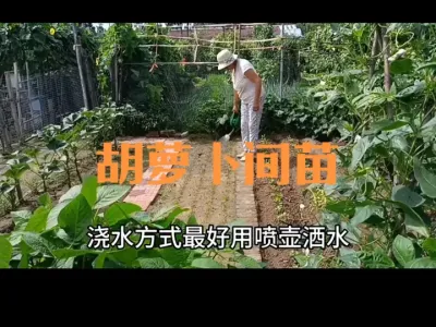 （二三年作品）胡萝卜出苗后如何间苗、浇水