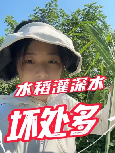 产量不好，管水也有很大的原因#水稻 #分享农业知识帮农民增产增收 #老百姓关心的话题