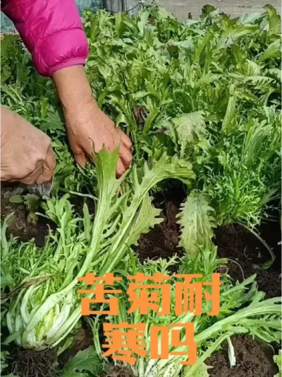 苦菊耐寒力如何#苦菊拱棚可以越冬