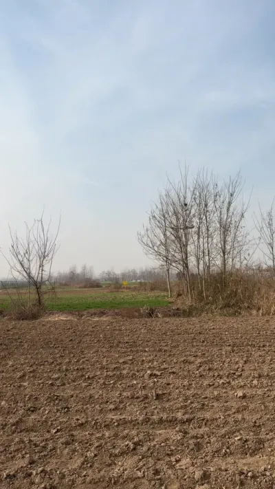 #乡村田野 #小麦田