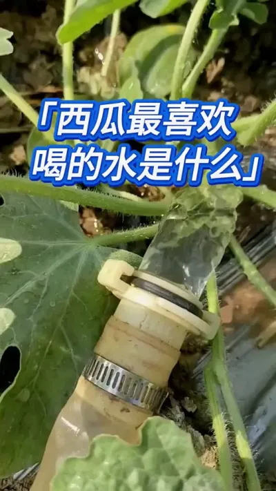 西瓜最喜欢喝的水是什么？ #创作灵感 #西瓜种植 #西瓜种植技术 #西瓜管理 #大棚西瓜种植技术