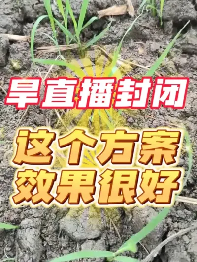 旱直播封闭方案，这个效果很好#分享种植农业小知识 #老百姓关心的话题