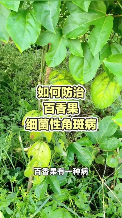 百香果细菌性角斑病#百香果种植 #百香果种植技术 #黄金百香果种植技术 #百香果 #浩伟方