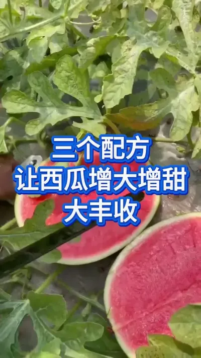 3个配方，让西瓜增大增甜大丰收 #西瓜种植 #种西瓜 #西瓜管理 #西瓜种植技术 #三农