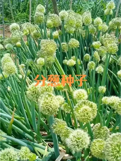 自留分葱（撮葱）种子注意事项（需要分葱种子的朋友请注意）
