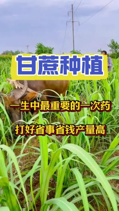 立夏之后到30号是甘蔗预防各种病害的最佳时期，五月不预防，六月全遭殃，一定不要错过这个机会#三农 #甘蔗种植 #甘蔗施肥 #甘蔗
