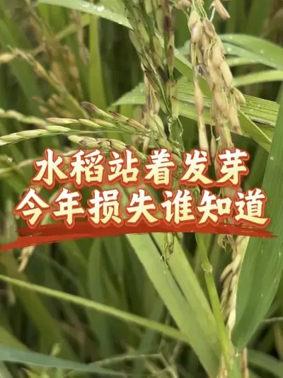 水稻站着都能发芽，今年算是最难的了吧#抖音美好丰收节#抖音新农人#星农星乡村#丰收中国2025