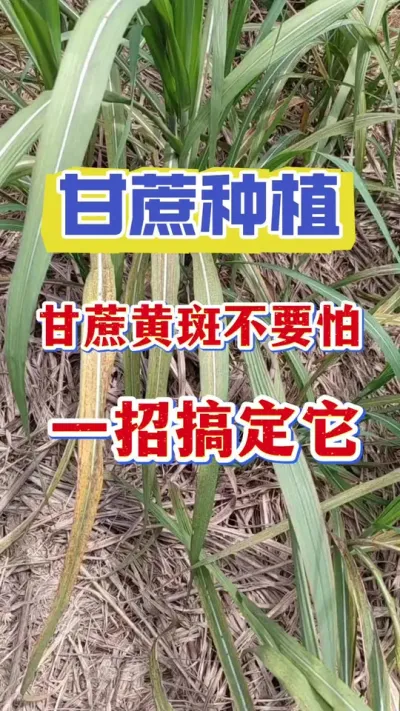 甘蔗黄斑不用怕，一个方法搞定它#甘蔗种植 #甘蔗施肥方法 #甘蔗