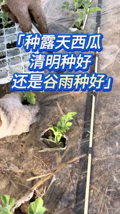 露天种西瓜，清明种好还是谷雨种好？ #创作者中心 #创作灵感 #西瓜种植 #西瓜管理 #西瓜种植技术