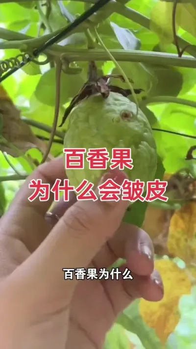 为什么百香果会皱皮？#百香果种植 #百香果种植技术 #黄金百香果种植技术 #百香果 #浩伟方