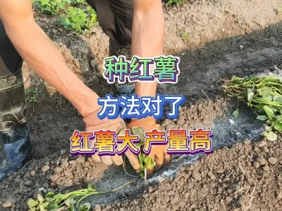 要想红薯结的大产量高，栽红薯苗要用科学的方法才能获得高产 #三农 #种植小技巧 #农村生活 #我的小菜园 #种红薯 