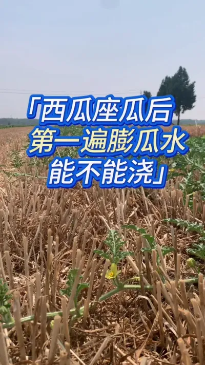 西瓜座瓜后能不能浇膨瓜水？ #创作者中心 #创作灵感 #西瓜种植 #西瓜管理 #西瓜浇水