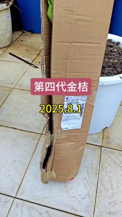 楼顶种什么果树呢，果树的种植方法，楼顶盆栽果树#脆皮金桔 #大叶金桔 #金桔种植 #金桔苗 #果树盆栽