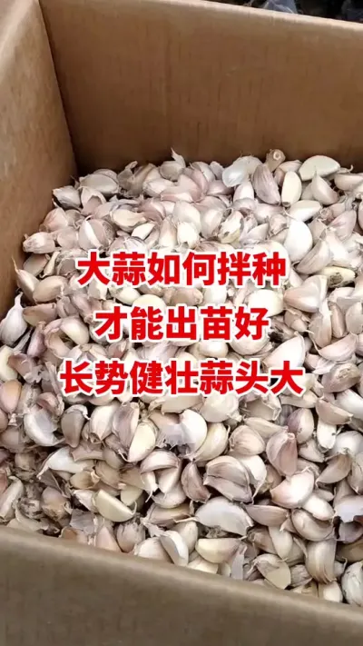 大蒜如何拌种才能出苗好总是健壮蒜头大#大蒜种植 #大蒜种植技术 #大蒜高产 #大蒜增产