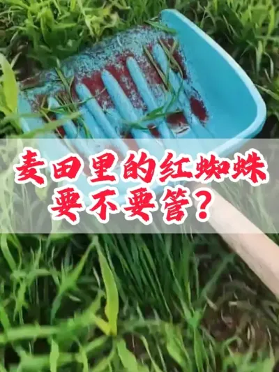 麦田&ldquo;红蜘蛛&rdquo;的危害#病虫害防治 #三农 #农业种植 #分享农业知识帮农民增产增收 #红蜘蛛的危害