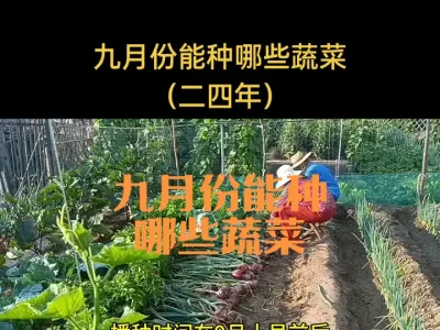 九月份能够种植哪些蔬菜
