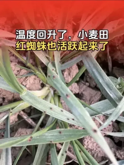 温度回升了，小麦田红蜘蛛也比较活跃，有虫害的地块及时防治！#小麦种植技术 #创作者中心 #创作灵感