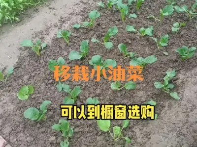免耕法移栽上海青小油菜