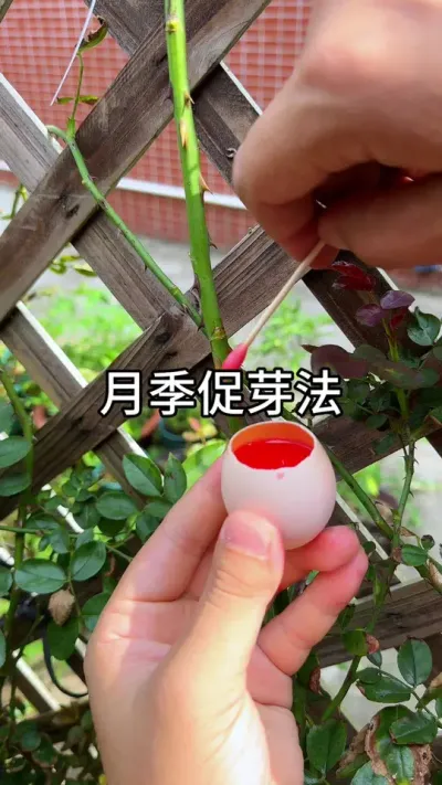 月季花促花方法  #花卉绿植 #养花小知识