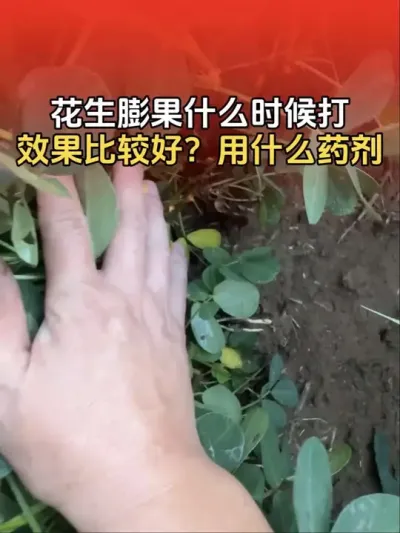 花生膨果什么时候打效果比较好？需要使用什么药剂？#花生高产 #花生高产种植 #花生种植 #花生种植管理技术 #分享农业知识帮农民增产增收