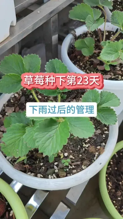 草莓的养护过程，盆栽草莓怎么管理，盆栽草莓的种植方法，新手种草莓 #草莓种植 #种草莓 #草莓苗 #盆栽草莓 #草莓病虫害防治