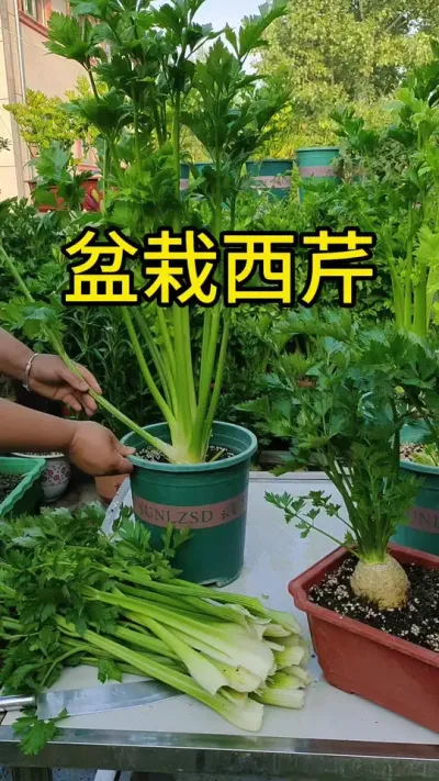 #三农 #阳台种植 #盆栽西芹