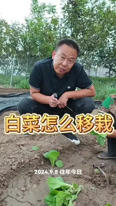 #白菜 #蔬菜种植 #农业种植