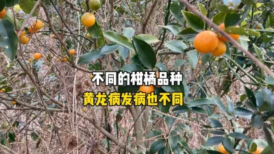 黄龙病的发病率和柑橘的品种也有很大关系！ #柑橘种植 #果树管理 #黄龙病 #三农 #农业种植 