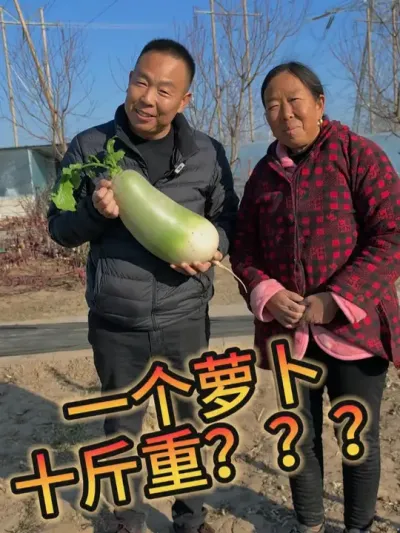 一个萝卜十斤重？是真的么   #肥水管理 #萝卜种植 #健康蔬菜 @生菜杨姐 #上热门🔥