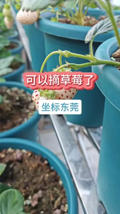 草莓的种植过程，新手怎么种草莓，现在种草莓什么时候可以吃#种草莓 #草莓苗 #摘草莓 #草莓种植 #盆栽草莓
