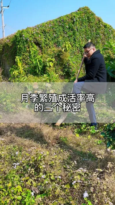 高成活率的月季扦插方法 #花卉绿植 #养花 #种植小技巧