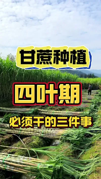 甘蔗四叶期必干的三件事，看您漏做了哪件？#甘蔗种植 #甘蔗 #农业种植