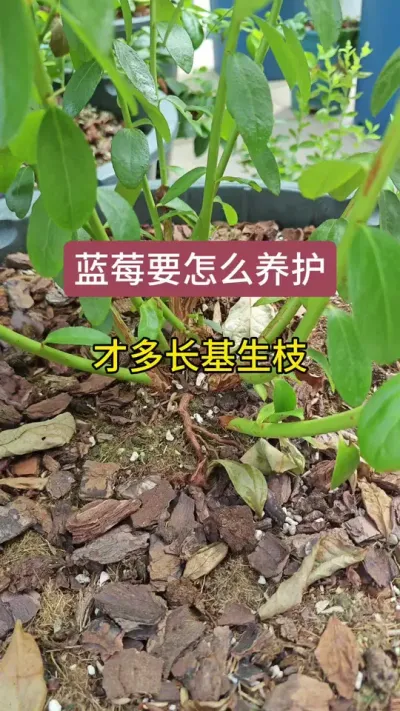 蓝莓苗的养护方法，蓝莓怎么施肥，蓝莓施肥方法，新手怎么种蓝莓？#蓝莓种植 #蓝莓 #蓝莓苗 #种蓝莓 #蓝莓施肥