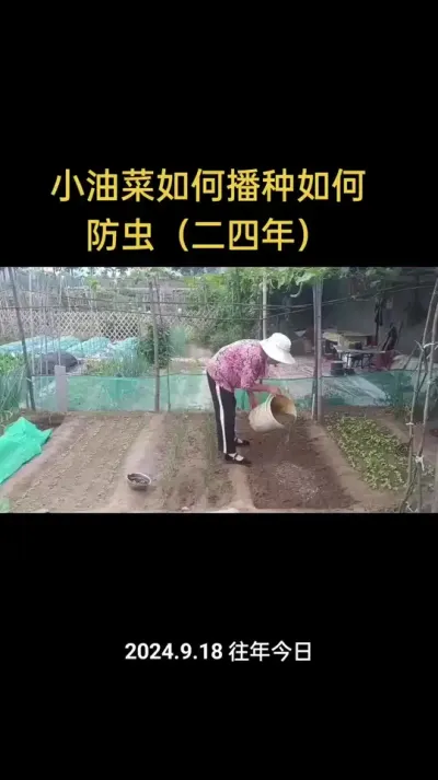 小油菜如何播种如何防虫
