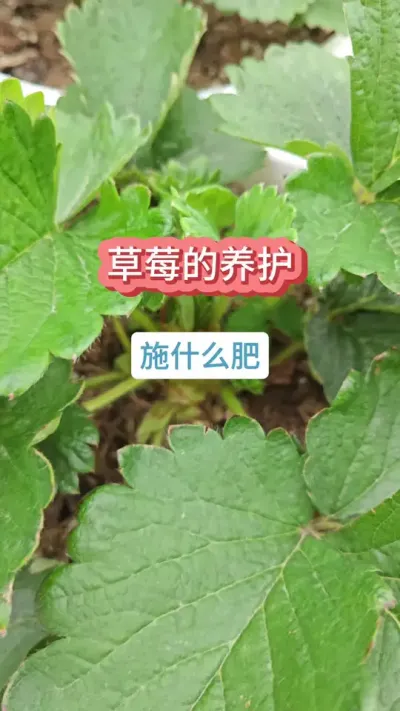 草莓的种植方法，草莓的养护方法，新手种草莓怎么养护，种草莓施什么肥 #种草莓 #草莓苗 #草莓 #盆栽草莓 #草莓种植