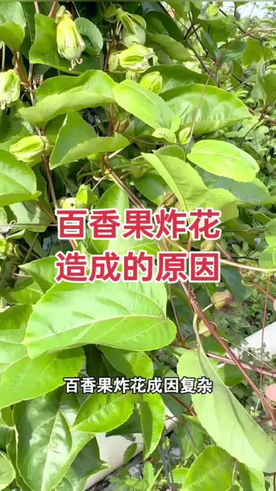 百香果炸花造成的原因#百香果 #黄金百香果 #百香果炸花 #百香果种植技术 #浩伟方