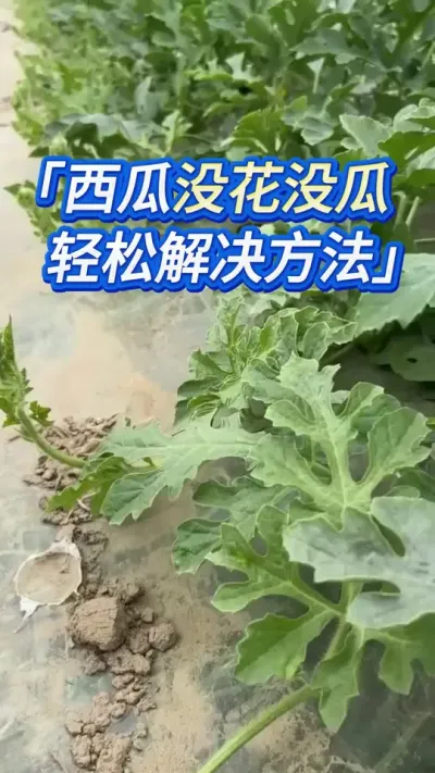 种西瓜只长叶子不开花？解决方案 #创作灵感 #西瓜种植 #西瓜管理 #西瓜种植管理 #大棚西瓜种植技术