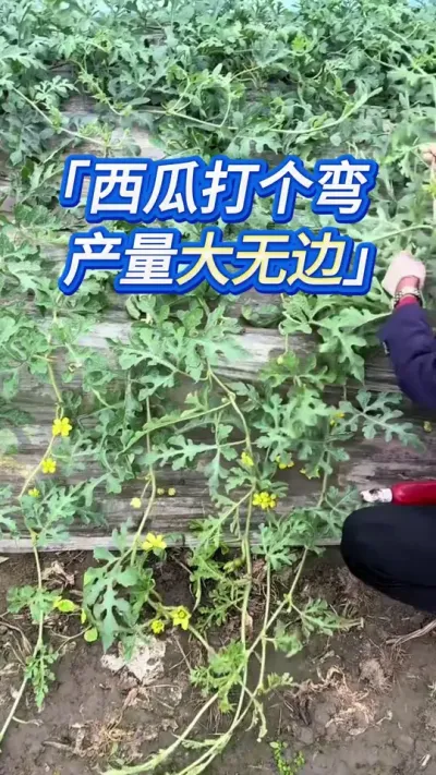 平平无奇老人，竟是每年的瓜王 #创作灵感 #西瓜种植 #大棚西瓜种植技术 #西瓜种植技术 #西瓜管理