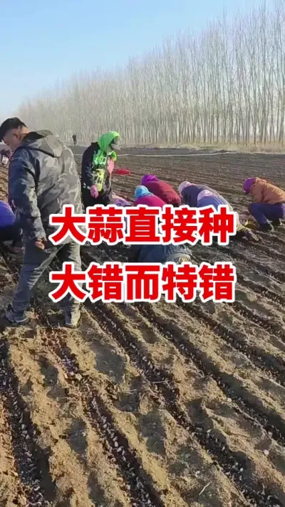 大蒜直接种大错而特错#大蒜种植 #大蒜拌种 #大蒜高产 #大蒜种植技术
