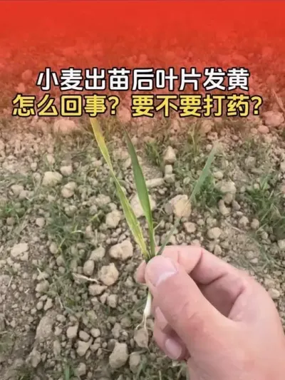 小麦出苗后叶片发黄怎么回事？要不要打药？#小麦 #小麦种植 #小麦种植管理技术 #分享农业知识帮农民增产增收 #三农种植