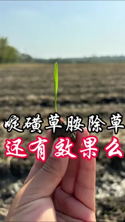 啶磺草胺除草效果怎样#分享农业知识帮农民增产增收
