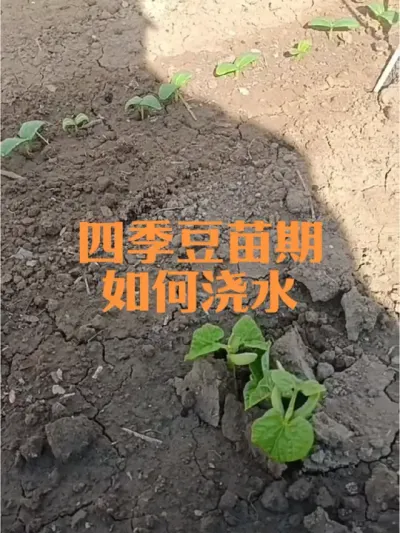 芸豆幼苗期如何浇水？小拱棚种植四季豆如何调控风口？#芸豆