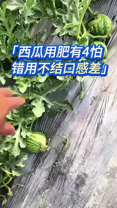 种瓜，都会踩上那么一两个 #创作灵感 #西瓜种植 #西瓜管理 #大棚西瓜种植技术 #种西瓜