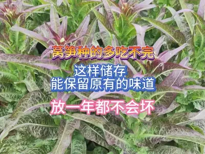 莴笋种的多吃不完不要再腌制咸菜了，这样储存放一年都不会坏 #三农 #记录我的种植生活 #抖音助农 #农业种植 #莴笋储存