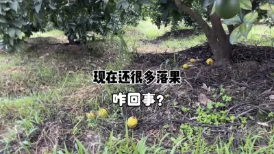 柑橘现在还很多落果是怎么回事？ #柑橘种植 #三农 #果园管理 #落果 #黄龙病 