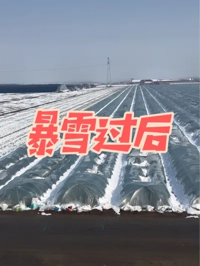 山东暴雪 一场大雪摧毁了多少农业人一年的希望，看这大雪一步步的压垮支撑薄膜的脊梁，自己却只能站在旁边，没有任何办法，显得那么的无能为力。#三月的雪 #支持三农扶持三农发展 #大雪后的农村景象 #山东暴