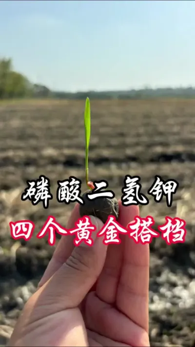 磷酸二氢钾四个黄金搭档#分享农业知识帮农民增产增收