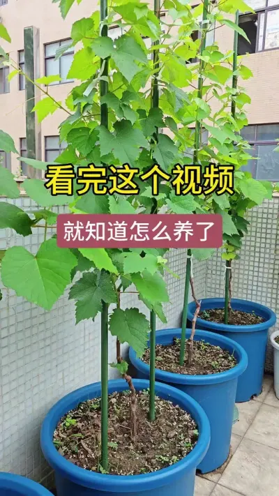 葡萄的养护方法，葡萄的种植方法，新手怎么去养护葡萄#葡萄种植 #种植小技巧 #三农种植 #盆栽葡萄#葡萄苗