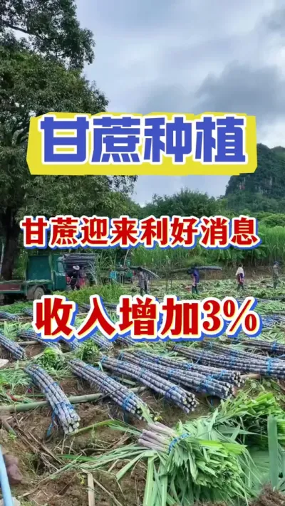 一夜之间甘蔗种植行业迎来了利好消息#甘蔗种植#甘蔗施肥#甘蔗拔节